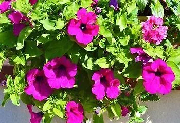 Seacourt - Adult Only Frühstückspension Tramore