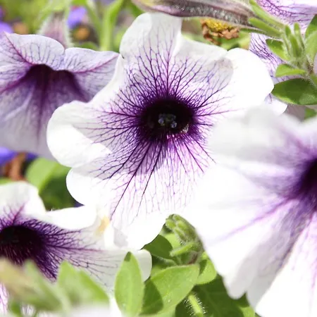 Seacourt - Adult Only Frühstückspension Tramore