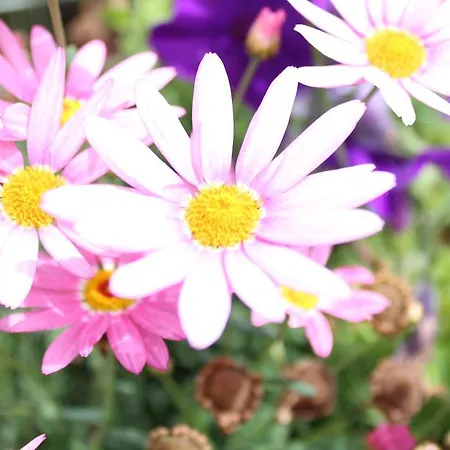 Frühstückspension Seacourt - Adult Only 4*