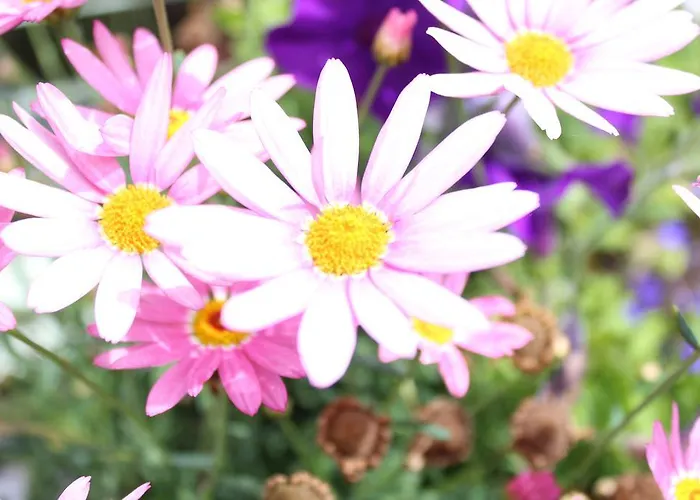 B&B Seacourt - Adult Only 4*